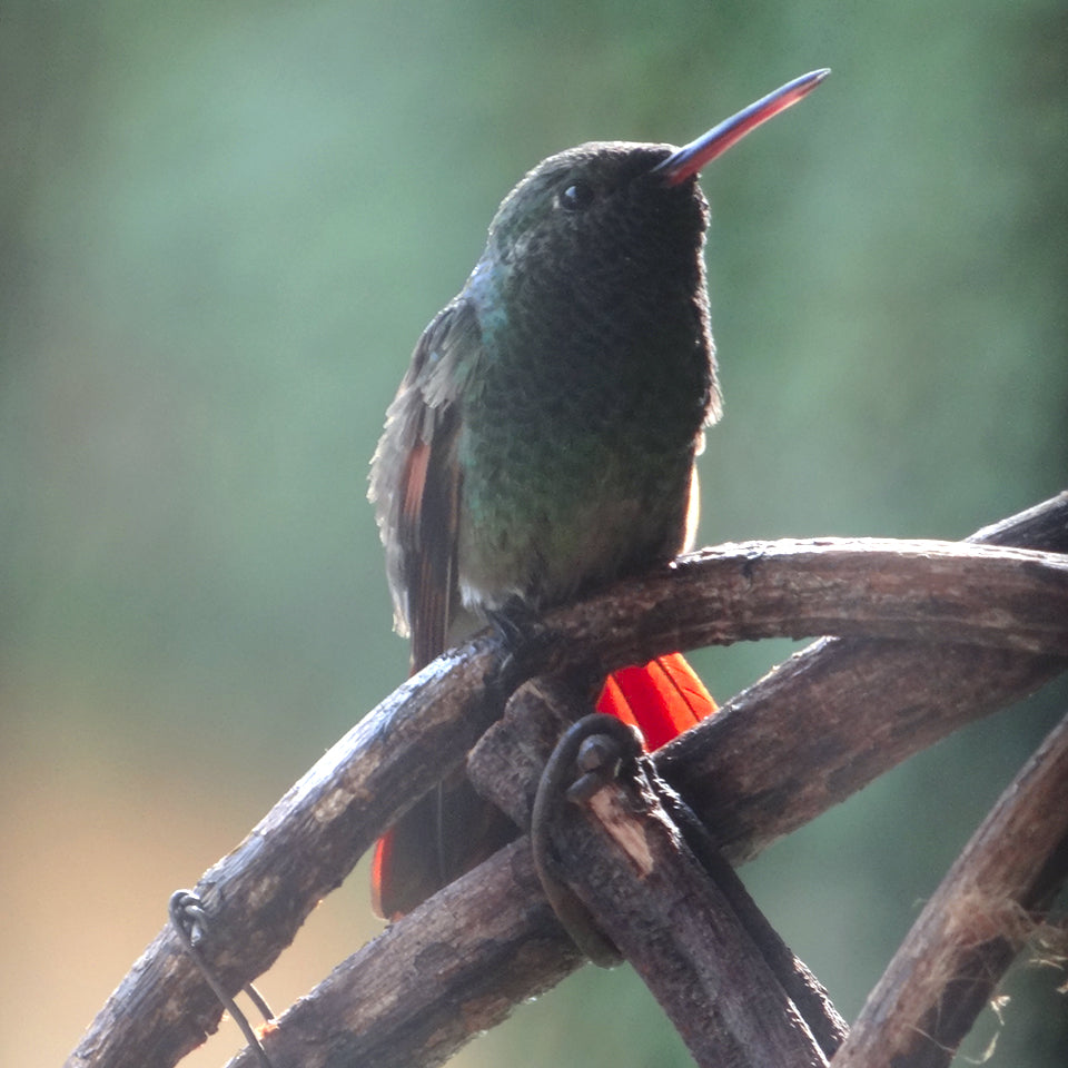 Tequilador | Nuestro espíritu es libre como el colibrí